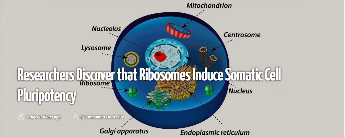 Researchers Discover that Ribosomes Induce Somatic Cell Pluripotency